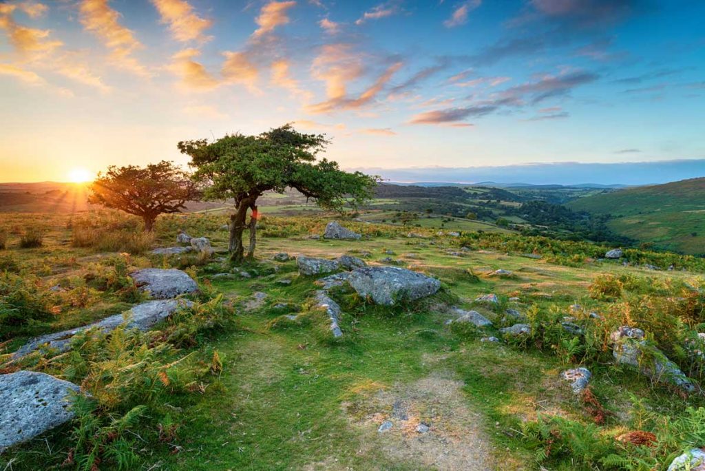 Tree, Dartmoor National Park