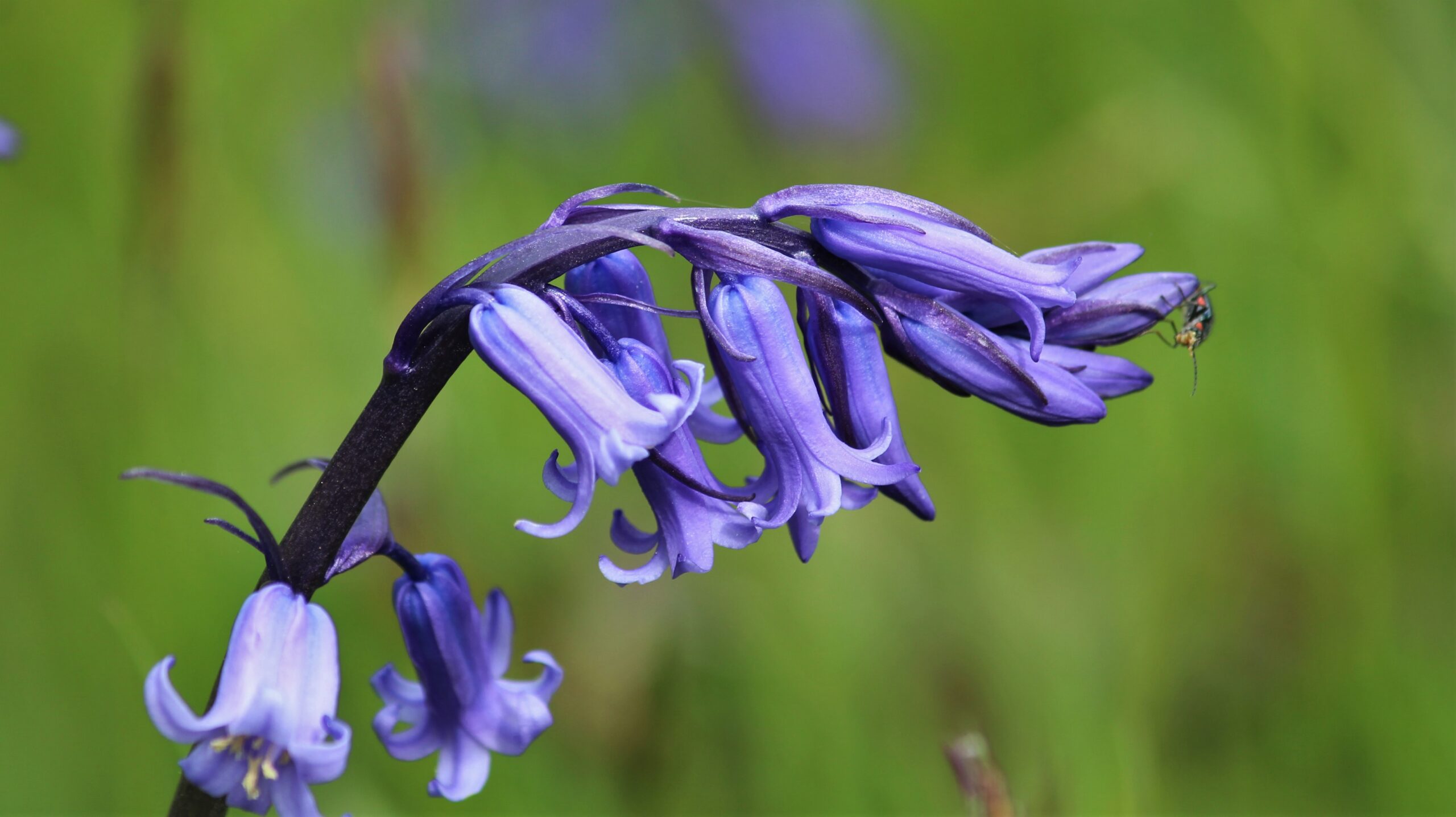 Bluebell, Dartmoor National Park