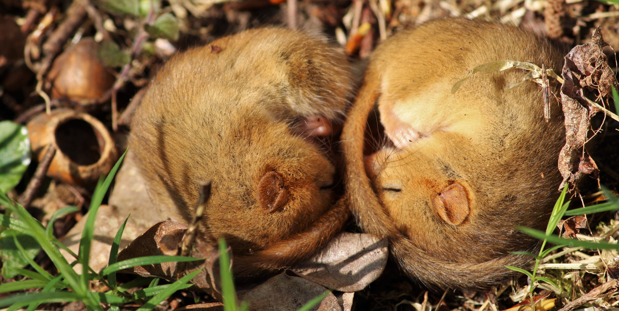 Dormice with nut