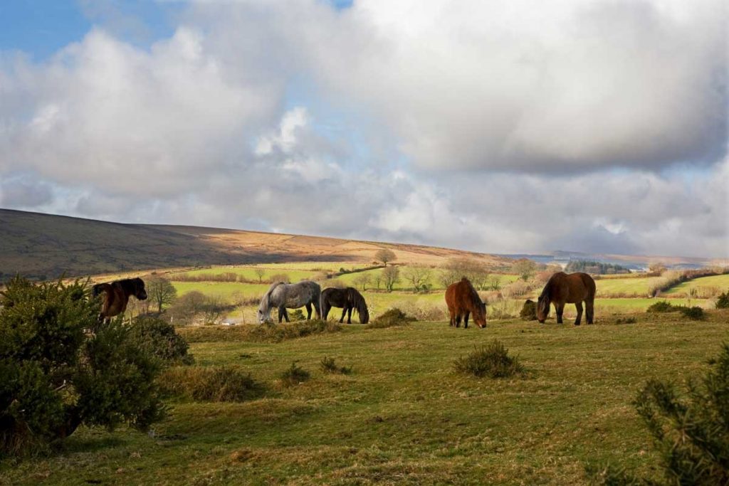 Horses, Dartmoor National Park