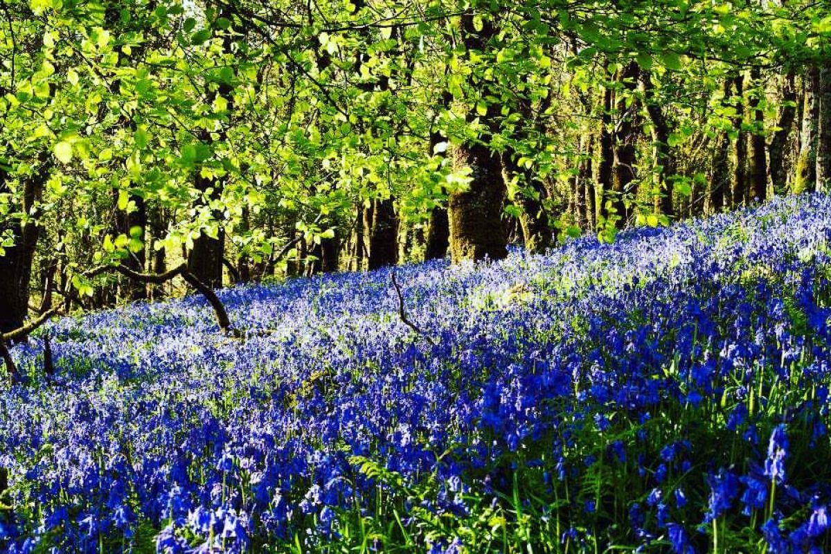 Dartmoor Bluebells Dartmoor Bluebells