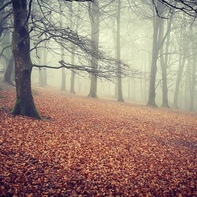 Dartmoor Woodland Dartmoor Woodland