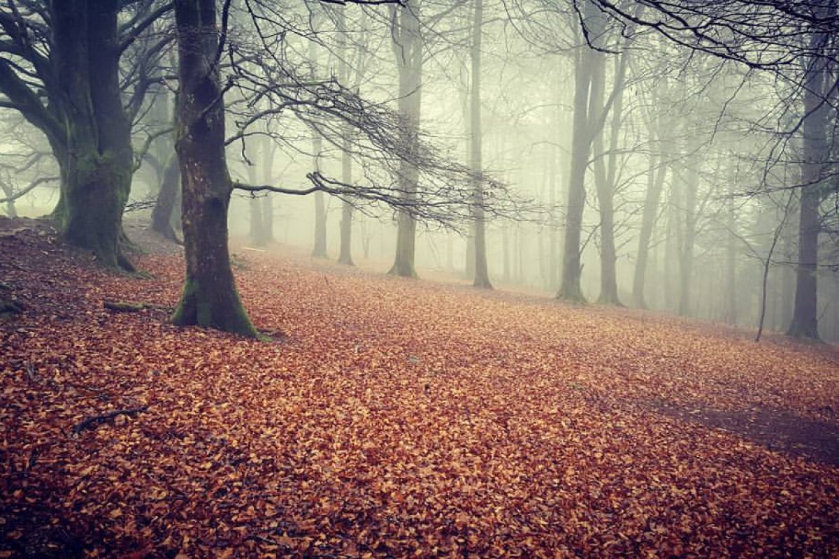 Dartmoor Woodland Dartmoor Woodland