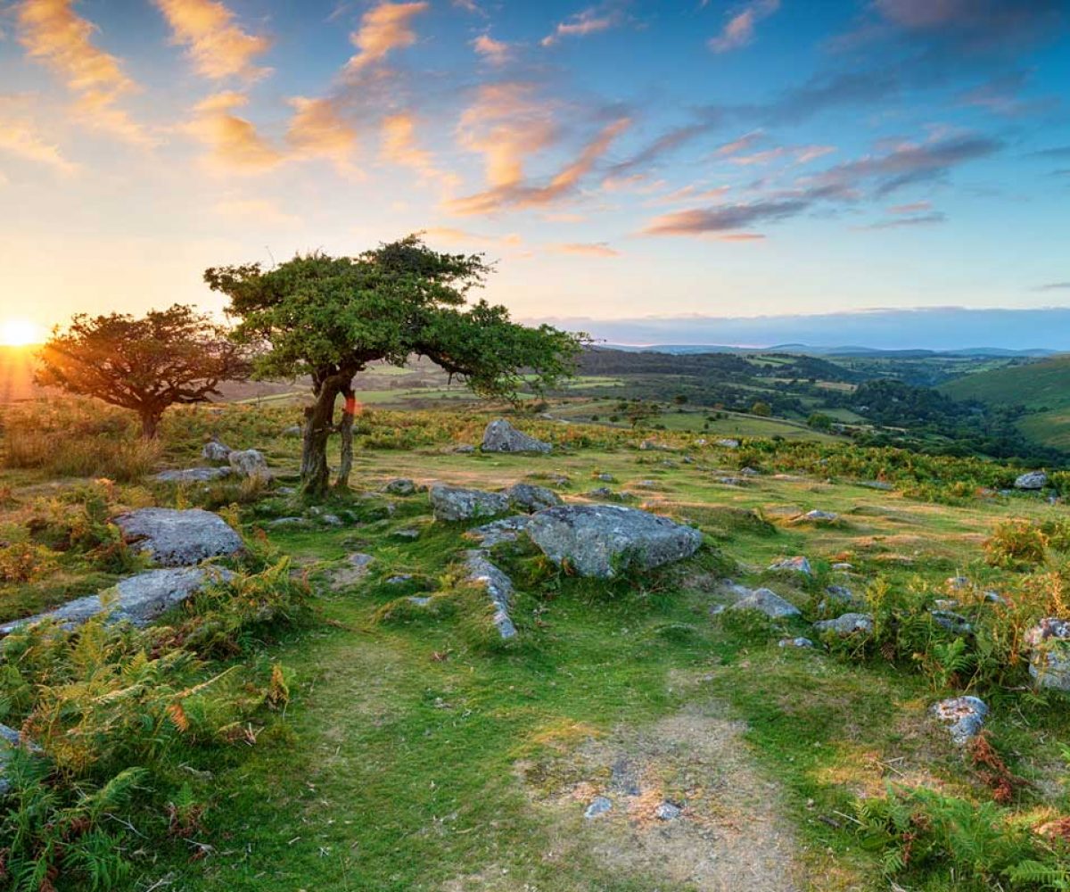 Tree, Dartmoor National Park Tree, Dartmoor National Park
