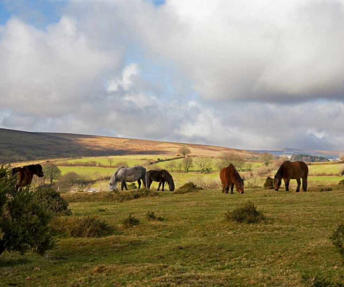 Horses, Dartmoor National Park Horses, Dartmoor National Park