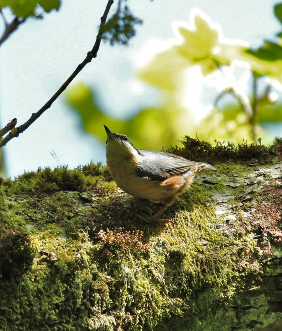 Nuthatch