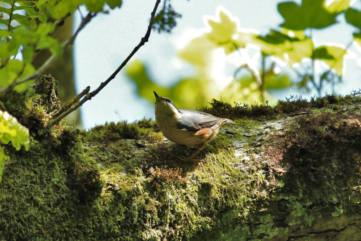Nuthatch Nuthatch