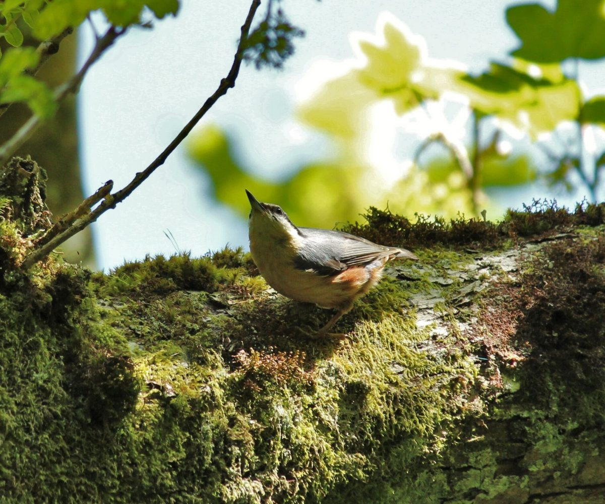 Nuthatch Nuthatch